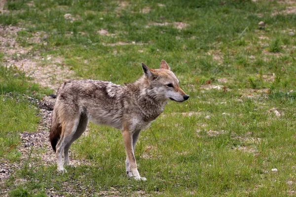 ジャッカル Jackals コヨーテ キツネ オオカミに関係のある動物の一種である — ストック写真