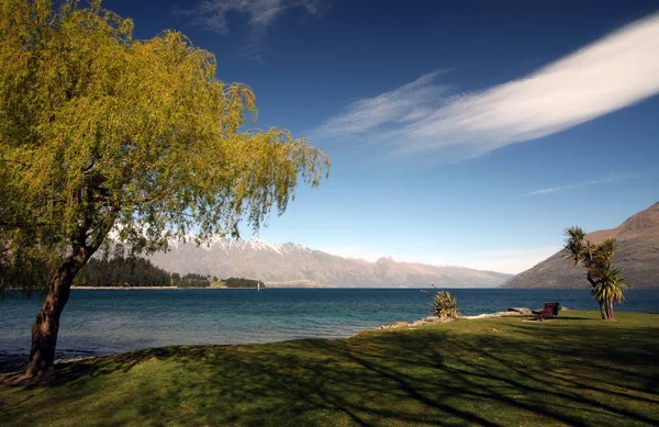 Salgueiro Ufe Lago Wakatipu Queenstown Novo Zelândia — Fotografia de Stock