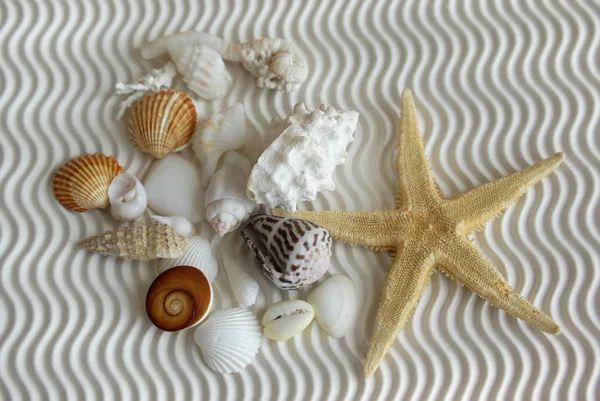 Mořské Mušle Písku — Stock fotografie
