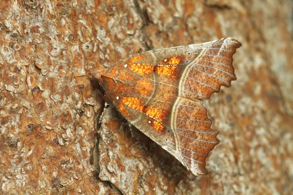 Vahşi Doğada Böceğe Yakın Çekim — Stok fotoğraf