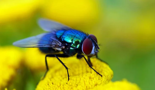 Mouche Brachycera Sur Une Plante — Photo