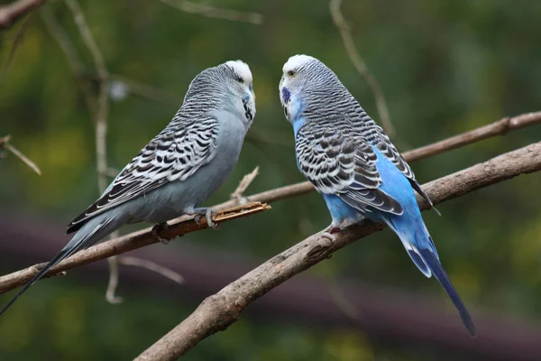 Plan Pittoresque Oiseau Dans Scène Extérieure — Photo