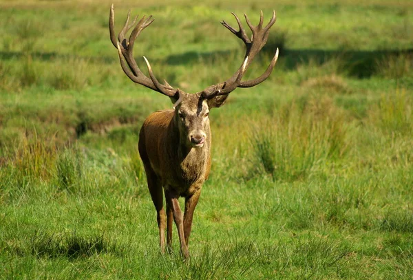 Naturaleza Vida Silvestre Ciervos Barbecho — Foto de Stock