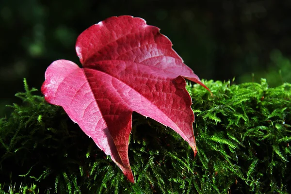 Prachtig Kleurrijk Herfstblad — Stockfoto