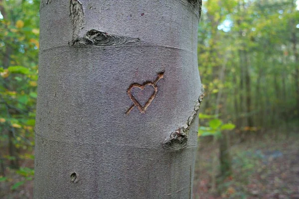 Sfondo Colorato Biglietto Visita San Valentino — Foto Stock