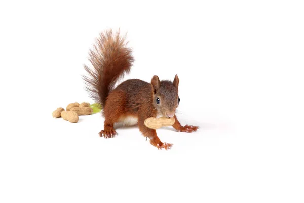 Squirrel Animal Fluffy Rodent — Stock Photo, Image