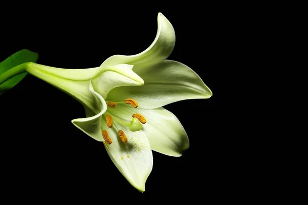 Nahaufnahme Der Schönen Lilienblüte — Stockfoto