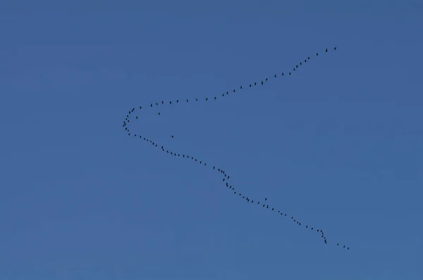 Ganso Escória Pássaro Migratório Formação — Fotografia de Stock