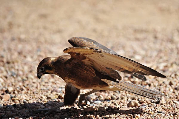 Fågelskådning Söt Fågel Vild Natur — Stockfoto
