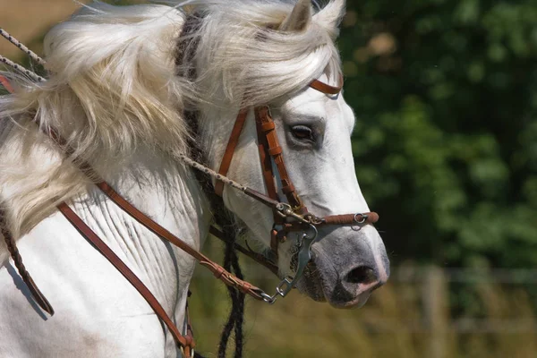 Bonito Cavalo Selvagem Natureza — Fotografia de Stock