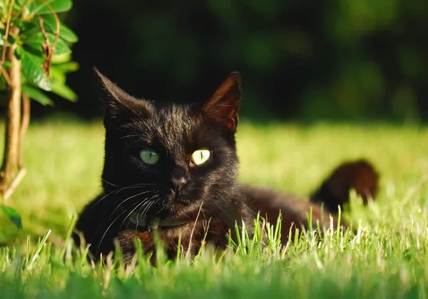 一只可爱的猫的肖像 — 图库照片