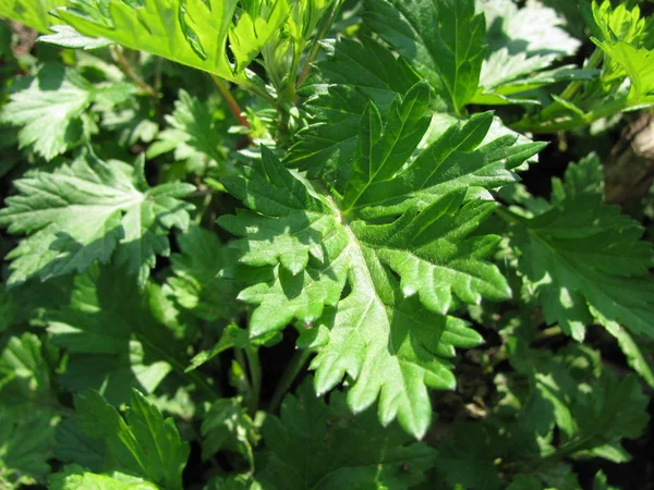 Beifuß Artemisia Vulgaris — Stockfoto