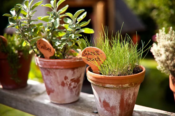 Piccole Piante Vaso Sul Tavolo Legno — Foto Stock