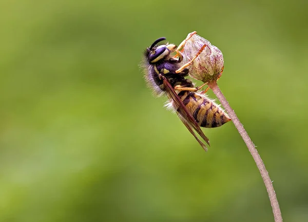 매크로 말벌의 곤충을 클로즈업 — 스톡 사진