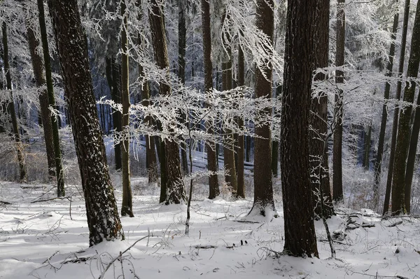 Bosque Invierno Sobre Fondo Naturaleza — Foto de Stock