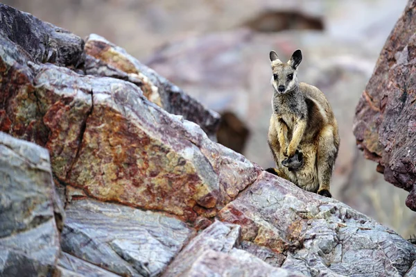 Baby Boom Rock Wallabies — Stock Photo, Image