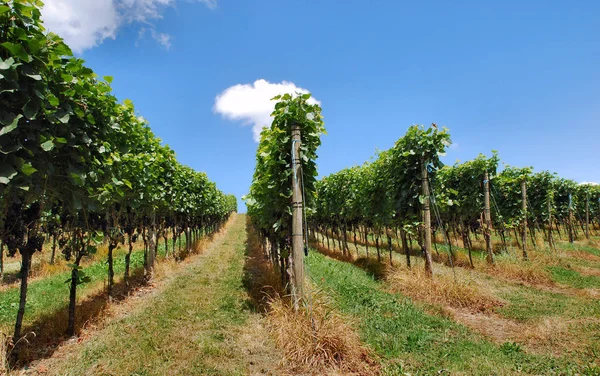 Vigne Vignoble Rural Concept Raisin — Photo