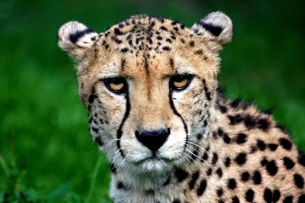 Africký Tečkovaný Gepard Dravec Velká Kočka — Stock fotografie