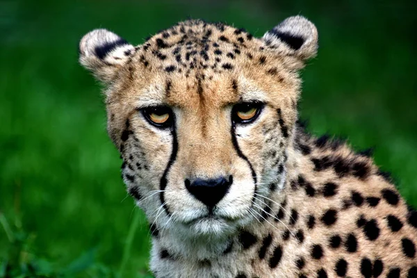 Ghepardo Maculato Africano Predatore Grande Gatto — Foto Stock