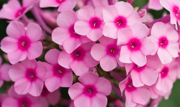 Flores Cor Rosa Phlox Verão — Fotografia de Stock