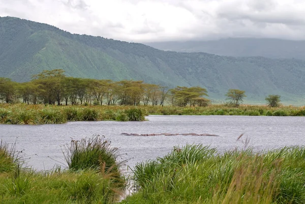 Paisagem Cratera Ngorongoro — Fotografia de Stock
