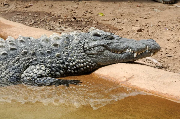 Alligator Krokodiler Vilda Djur Farliga Reptil Rovdjur — Stockfoto