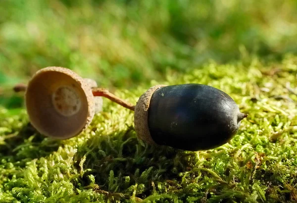 Caracol Árvore — Fotografia de Stock