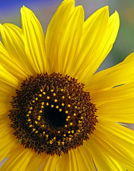 Yellow Helianthus Garden Sunflower — Stock Photo, Image