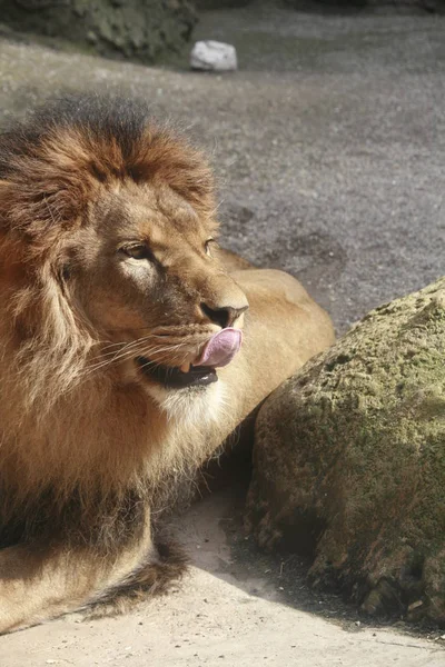 Depredador Leones Gato Carnívoro Salvaje — Foto de Stock