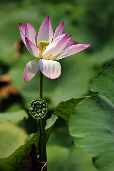 水百合盛开 — 图库照片