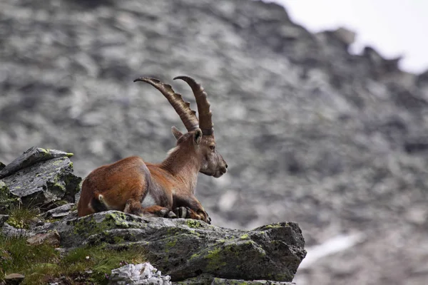 Ζώο Ibex Στη Φύση Πανίδα — Φωτογραφία Αρχείου