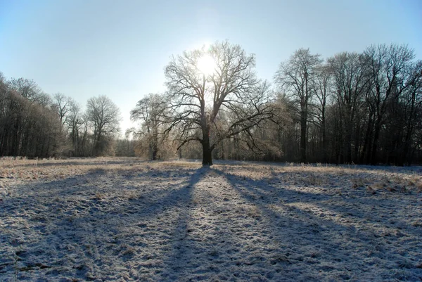 Árvore Paisagem Inverno — Fotografia de Stock