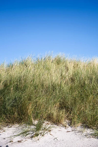 Panoramisch Uitzicht Duinen Selectieve Focus — Stockfoto