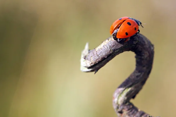 Nahaufnahme Von Insekten Der Natur — Stockfoto