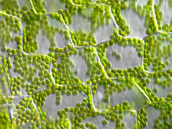 Kloroplasztos Növényi Sejtek Mikroszkopikus — Stock Fotó