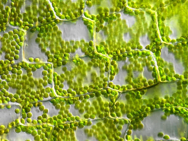 Kloroplasztos Növényi Sejtek Mikroszkopikus — Stock Fotó