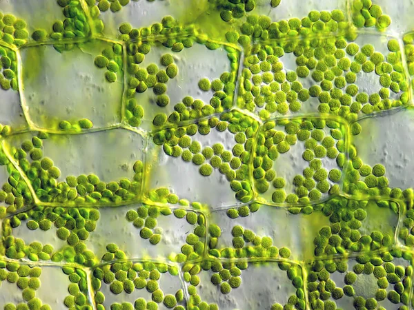 Células Vegetales Con Cloroplastías Microscópicas —  Fotos de Stock