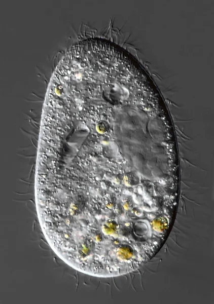 Textura Sob Microscópio Microscópica — Fotografia de Stock