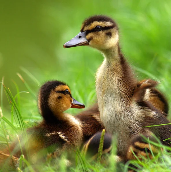 Pequeños Problemas Naturaleza Salvaje —  Fotos de Stock