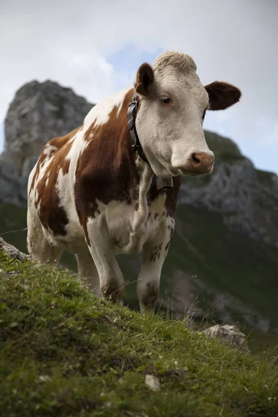 Vaca Nas Montanhas — Fotografia de Stock