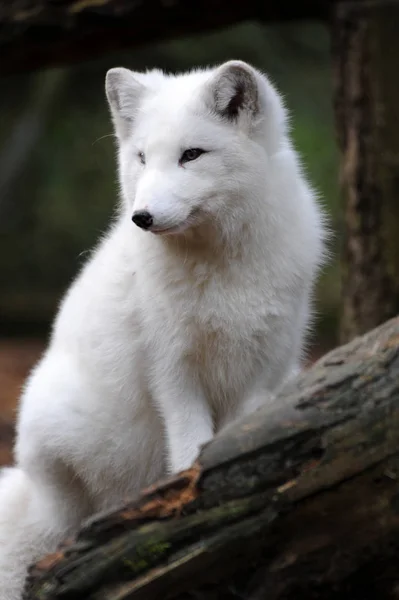 Λευκή Χαριτωμένη Χνουδωτή Αρκτική Αλεπού — Φωτογραφία Αρχείου