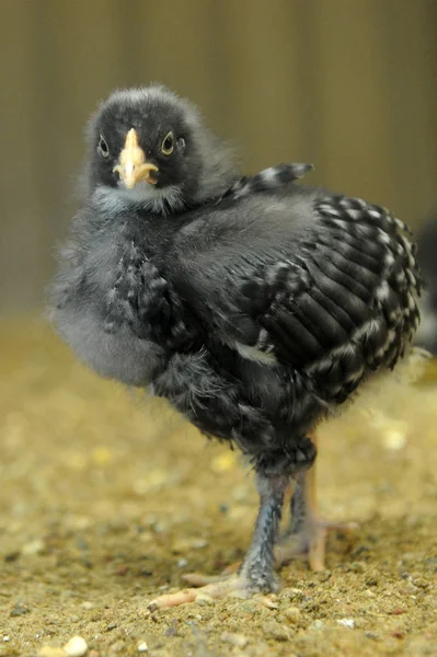 Vacker Utsikt Över Vacker Fågel Naturen — Stockfoto