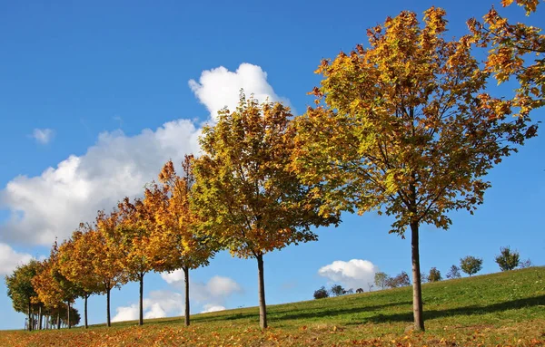 Bela Paisagem Floresta — Fotografia de Stock