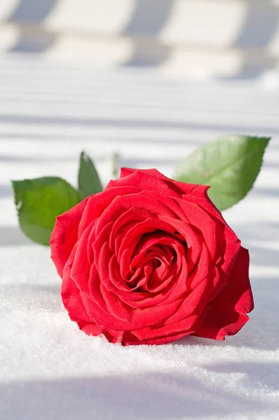 Czerwone Płatki Kwiatów Róży Flora — Zdjęcie stockowe
