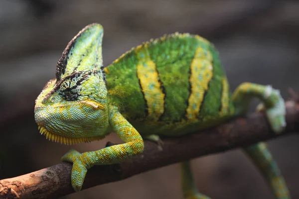 カメレオン動物熱帯トカゲ爬虫類 — ストック写真