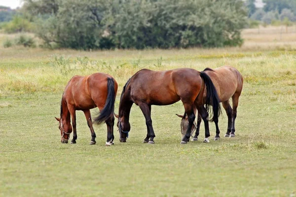 Livre Cavalos Animais Pasto — Fotografia de Stock