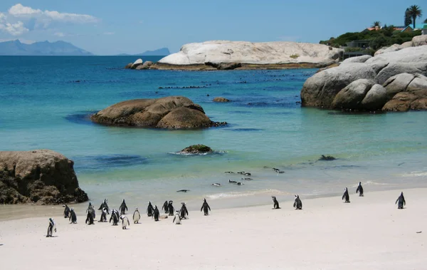 Pinguïns Het Strand — Stockfoto