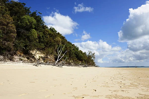 Vista Cerca Pájaro Martín Pescador Vida Salvaje — Foto de Stock