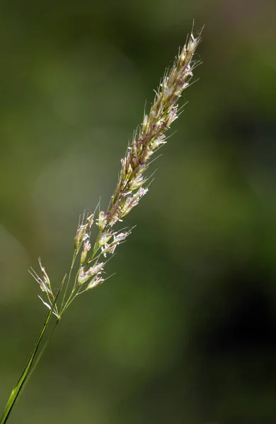 美丽的植物学照片 天然壁纸 — 图库照片