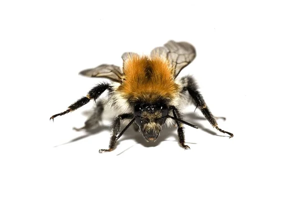 Closeup View Beautiful Bumblebee Insect — Stock Photo, Image